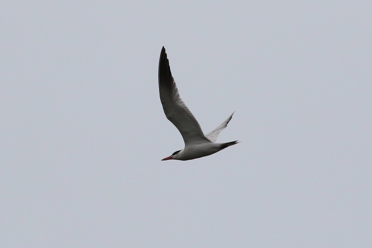 Caspian Tern - Willy Hutcheson