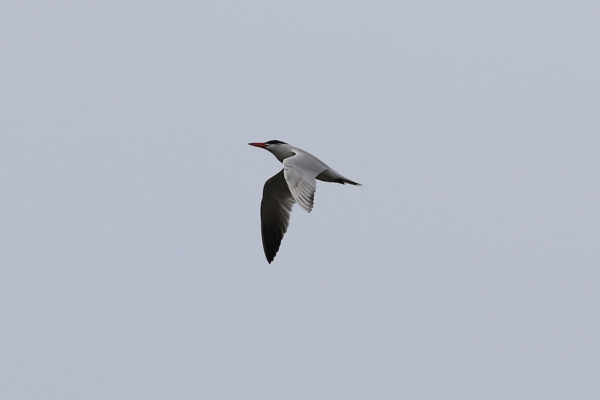 Caspian Tern - ML249380451