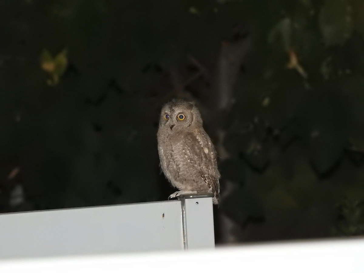 Eurasian Scops-Owl - Jorge Fernández