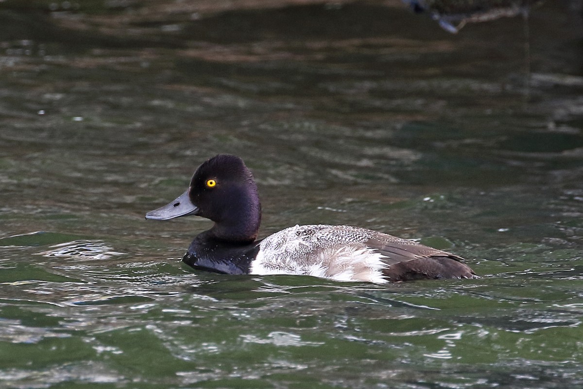 Lesser Scaup - ML249380931