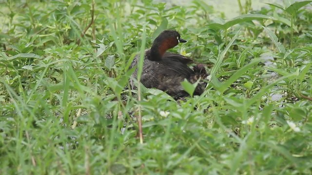 カイツブリ（ruficollis グループ） - ML249381221