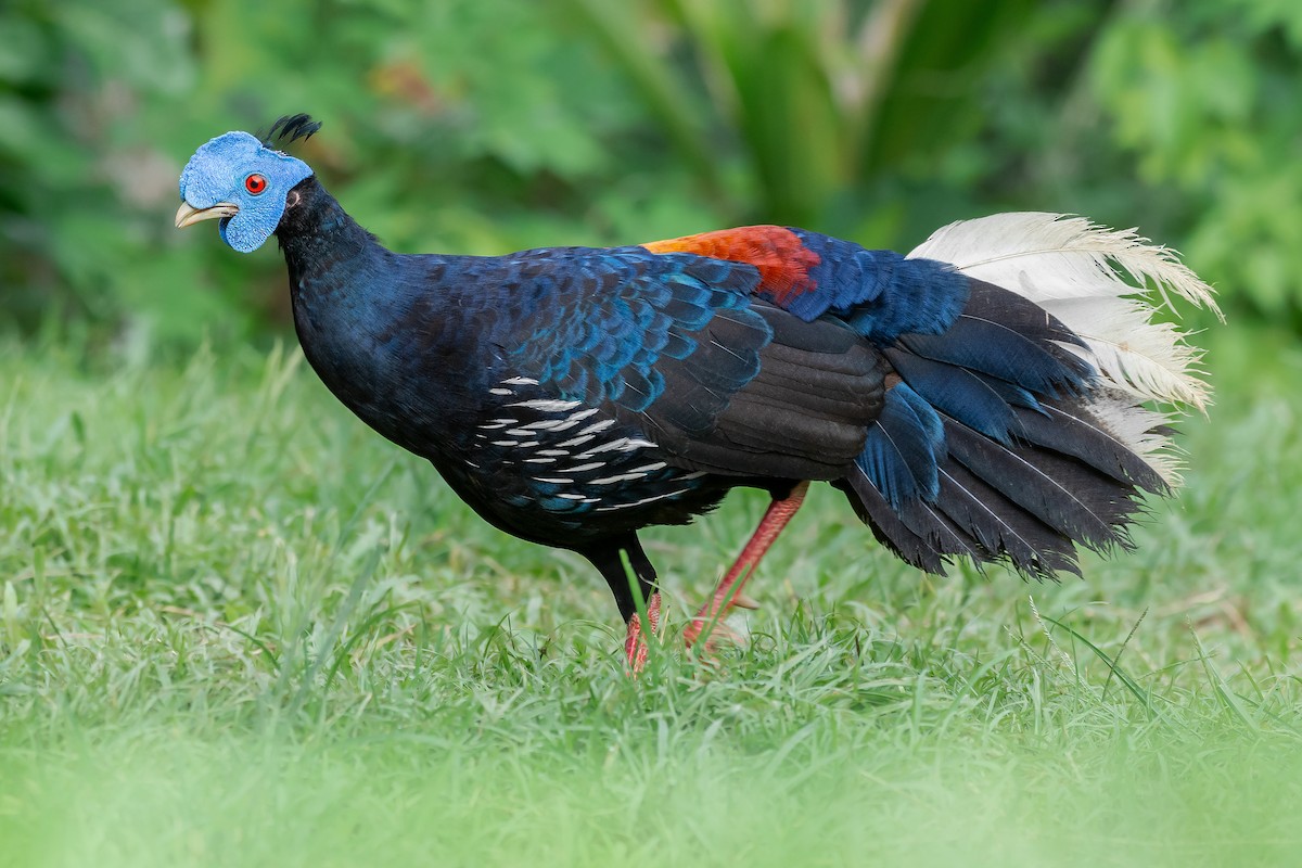 Malayan Crested Fireback - ML249384111