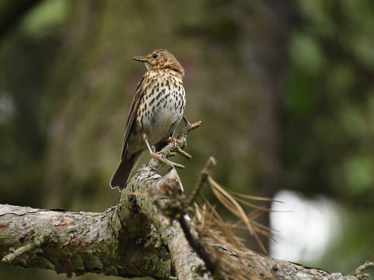 Song Thrush - ML249384271