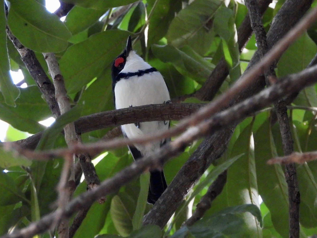 Black-throated Wattle-eye - ML249384781