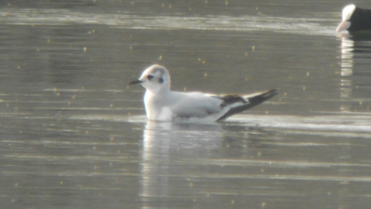 Little Gull - ML249385791