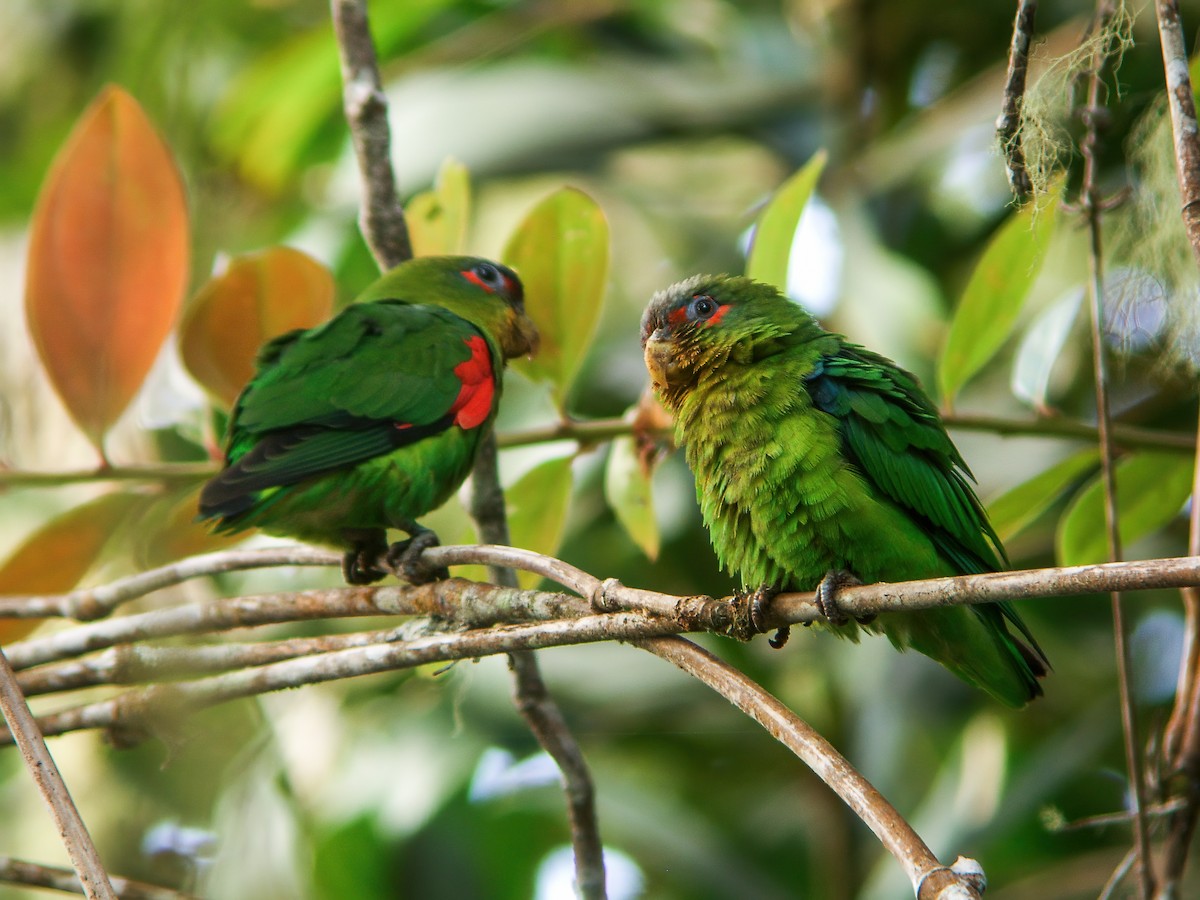 Blue-fronted Parrotlet - ML249385881