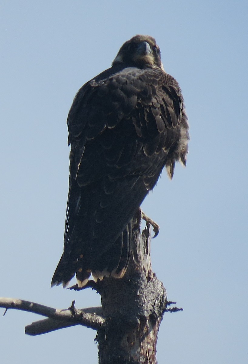 Peregrine Falcon - Kerry Lee Morris-Cormier