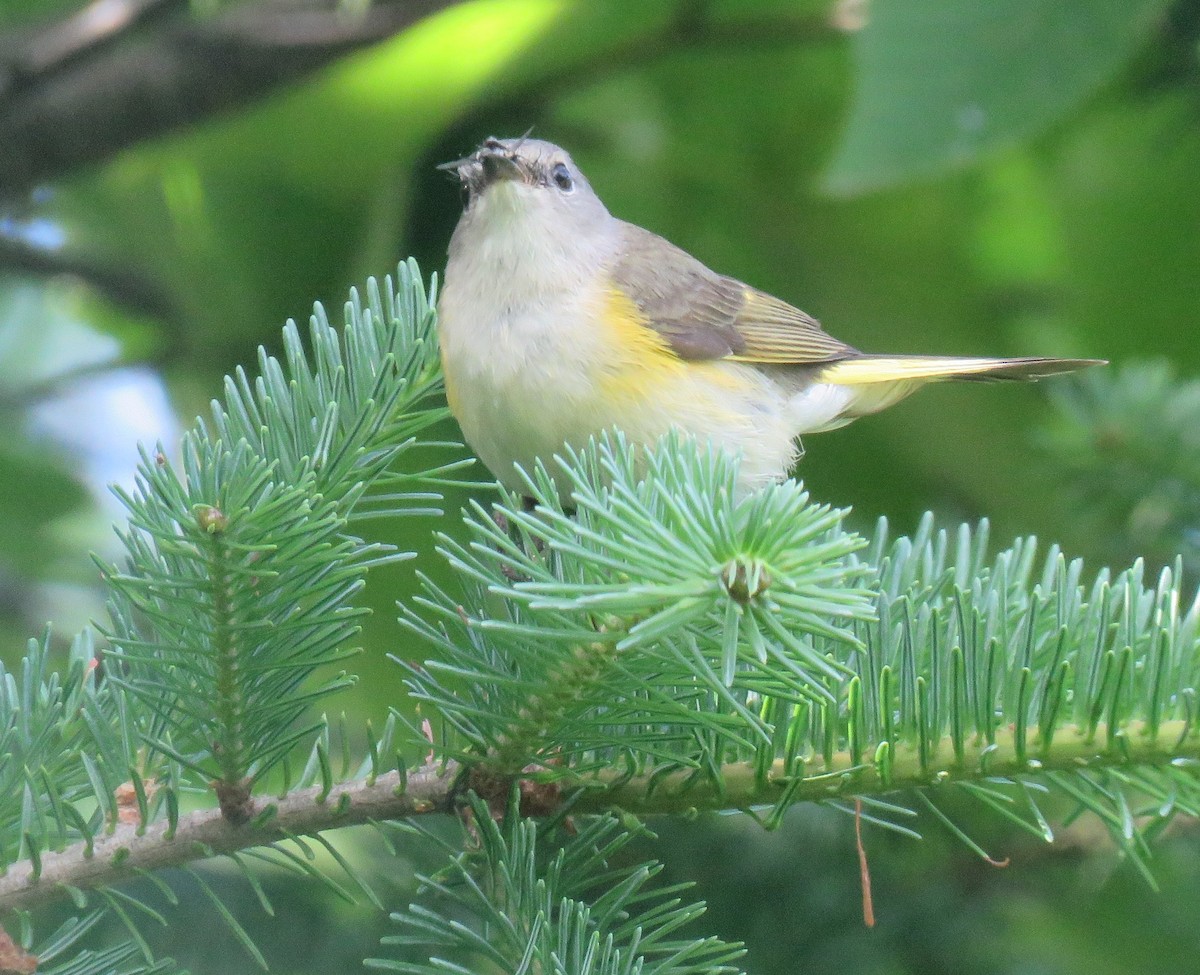 American Redstart - Kerry Lee Morris-Cormier