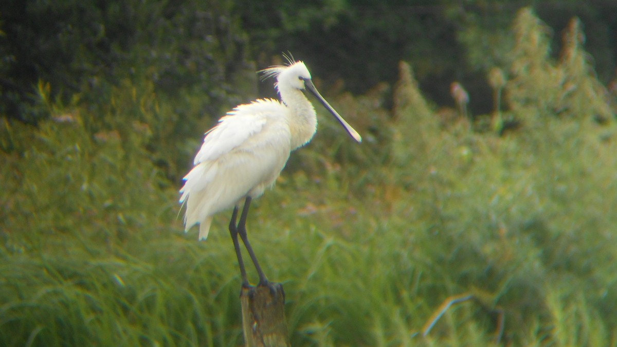 Eurasian Spoonbill - Craig Reed