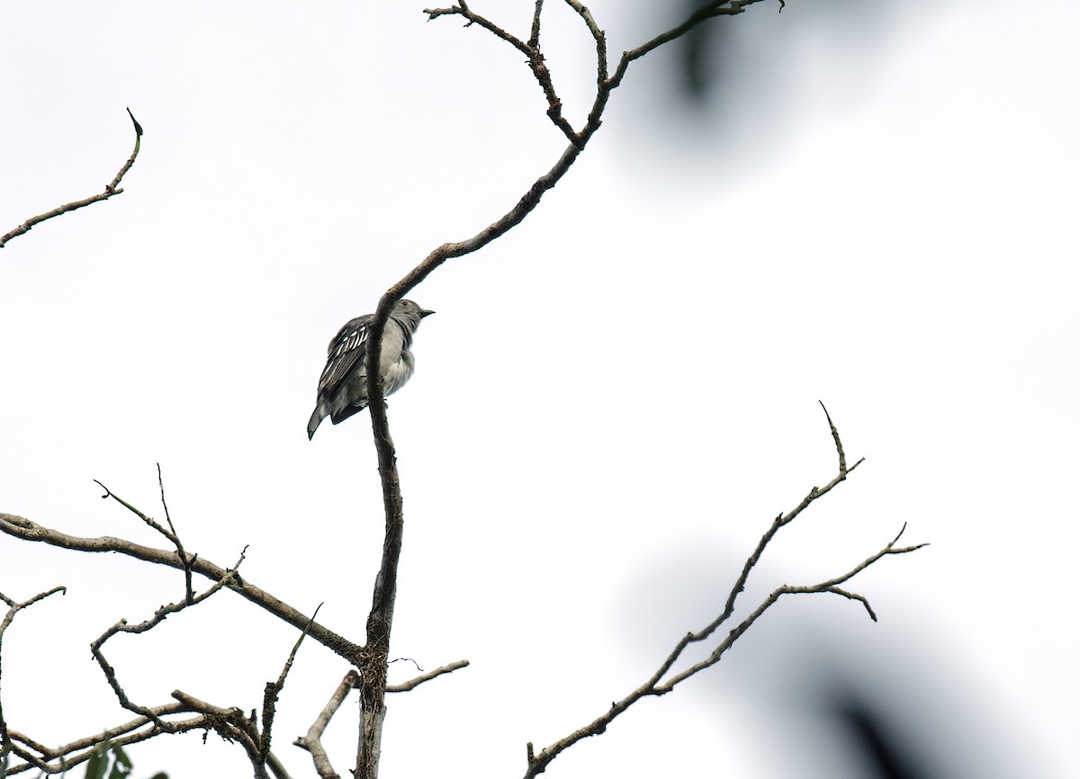 Black-tipped Cotinga - ML249388281