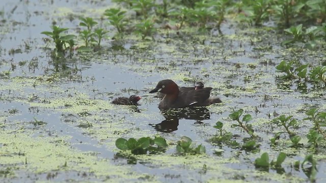 Zampullín Común (grupo ruficollis) - ML249388711