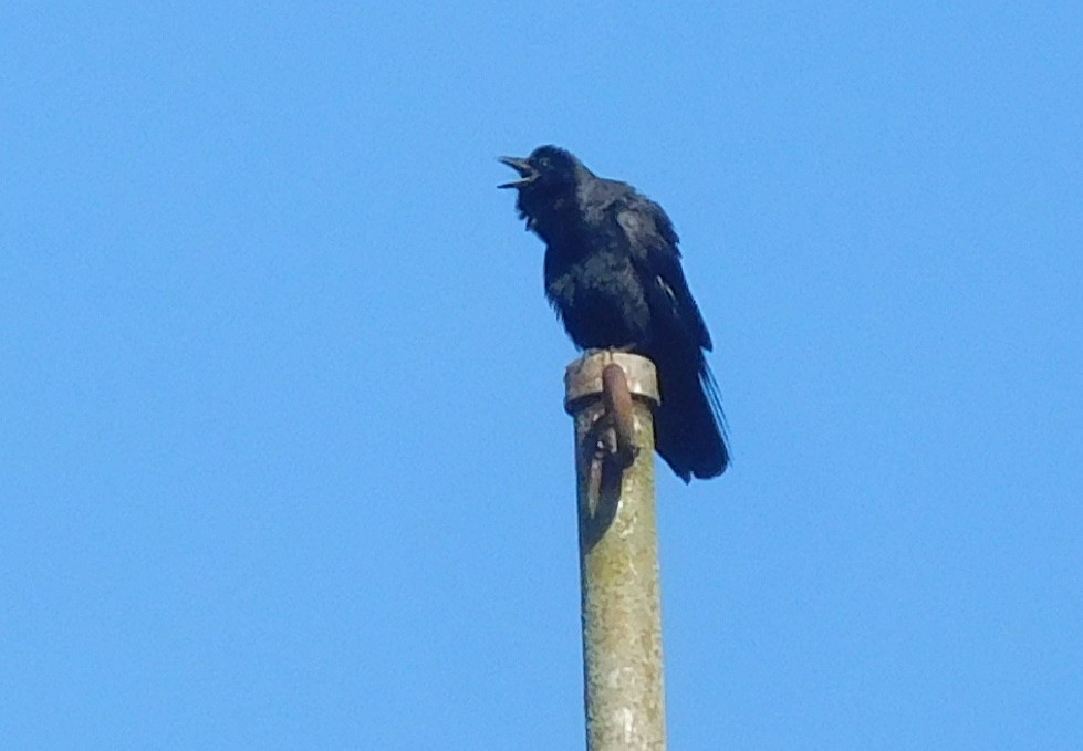 Fish Crow - ML249389051