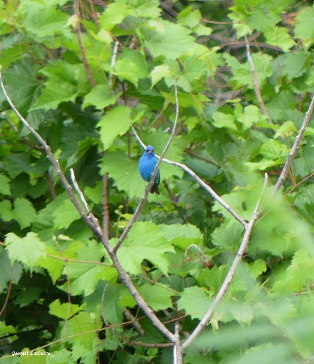 Indigo Bunting - Georges Lachaîne