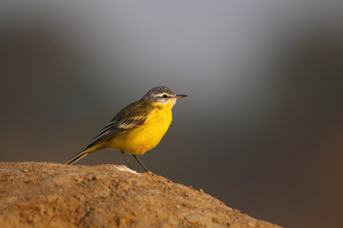 Western Yellow Wagtail - Novelkumar M S