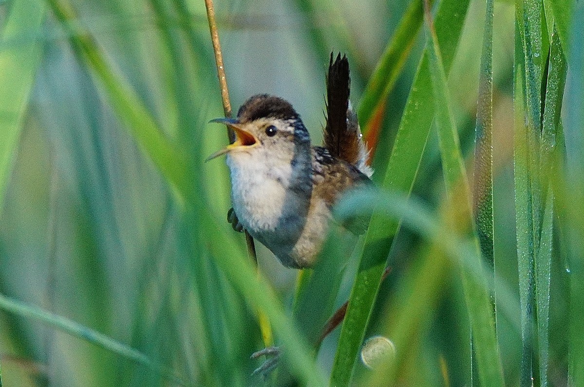 Marsh Wren - ML249393711