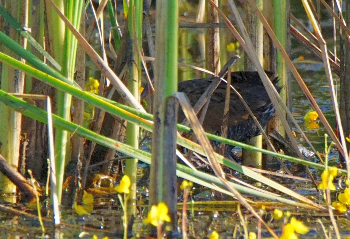 Virginia Rail (Virginia) - ML249393921