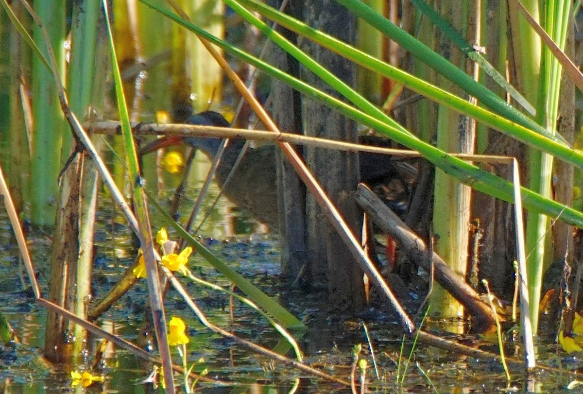 chřástal virginský (ssp. limicola/friedmanni) - ML249393941