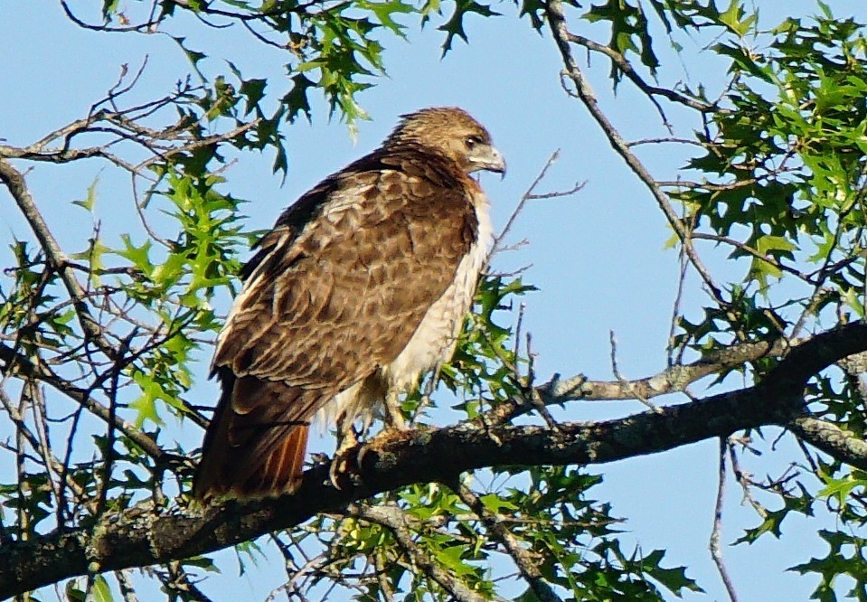 Red-tailed Hawk (borealis) - ML249394051