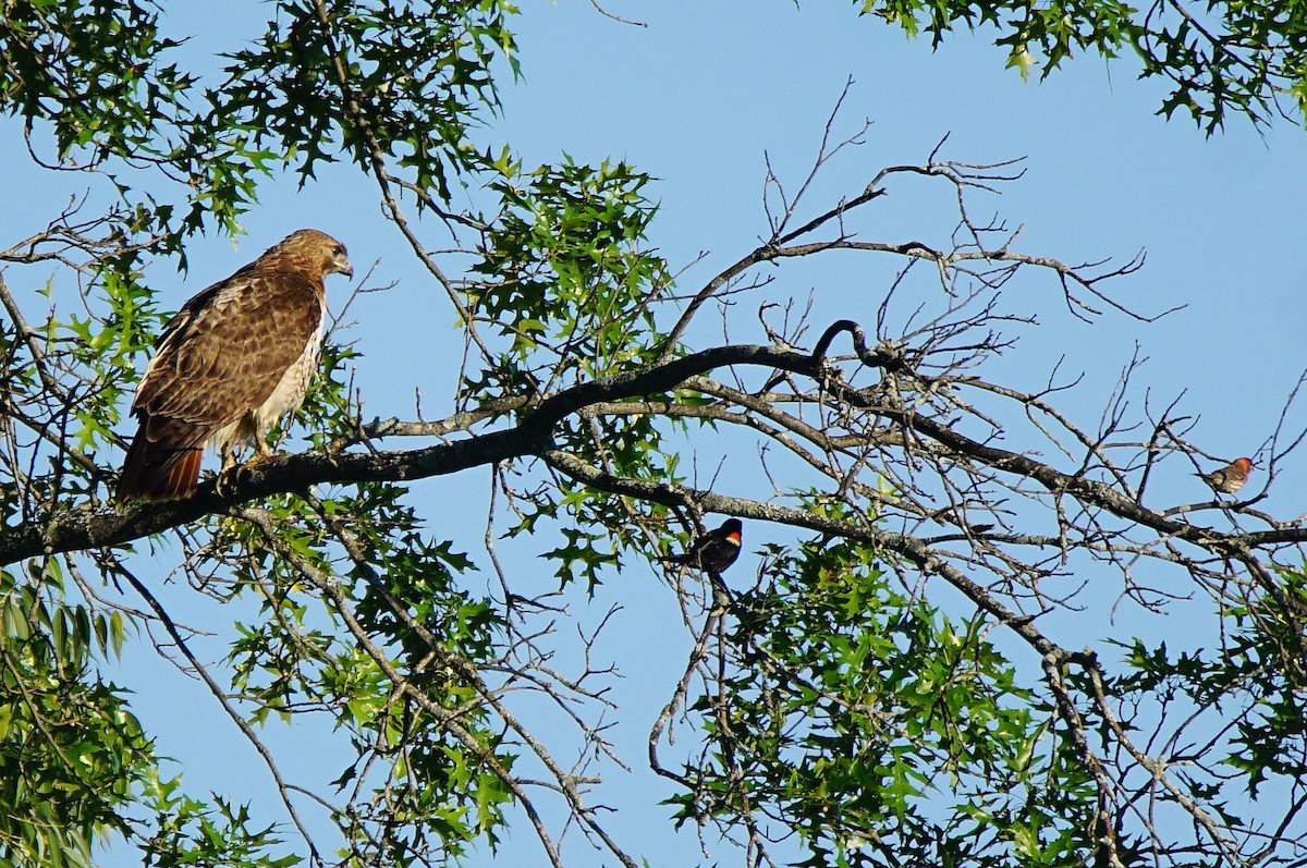 House Finch - ML249394101