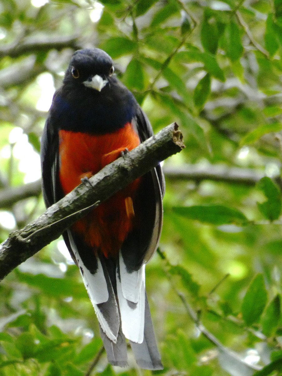 Surucua Trogon - ML249394721