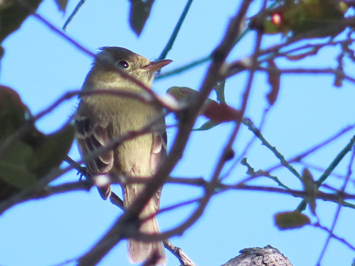 Western Flycatcher (Pacific-slope) - ML249394901