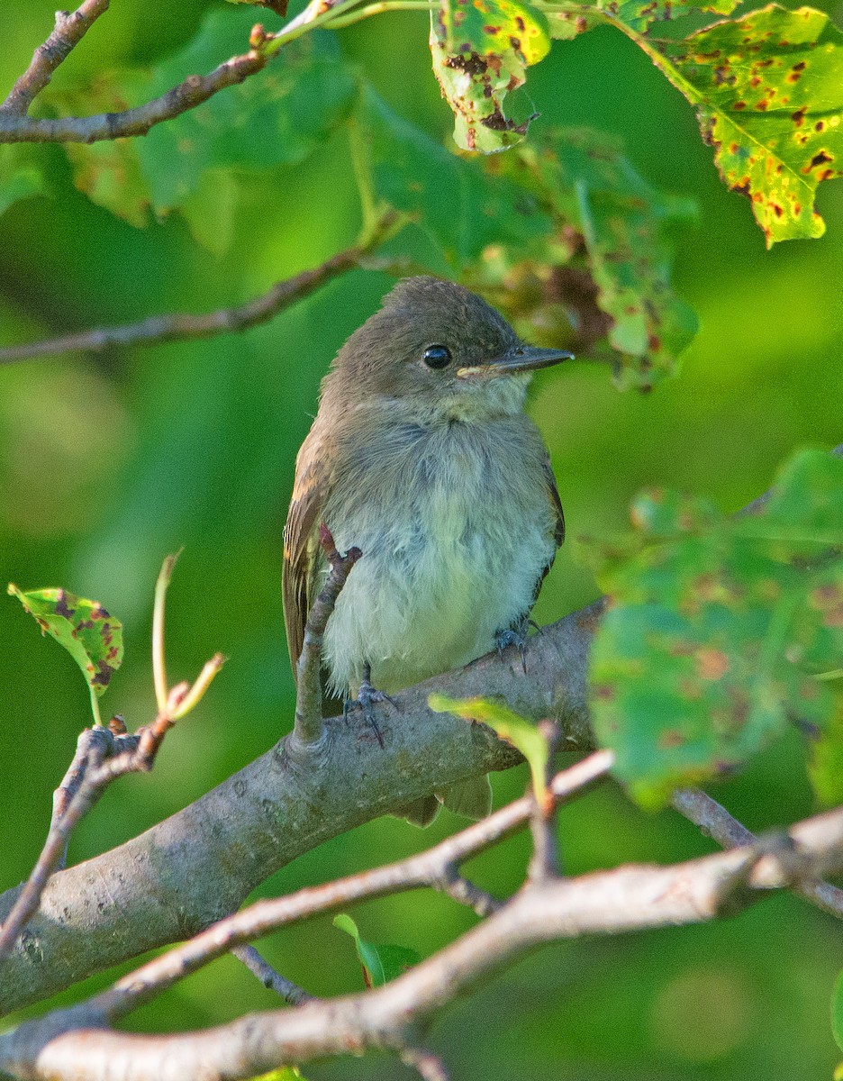 tyranovec domácí - ML249395651