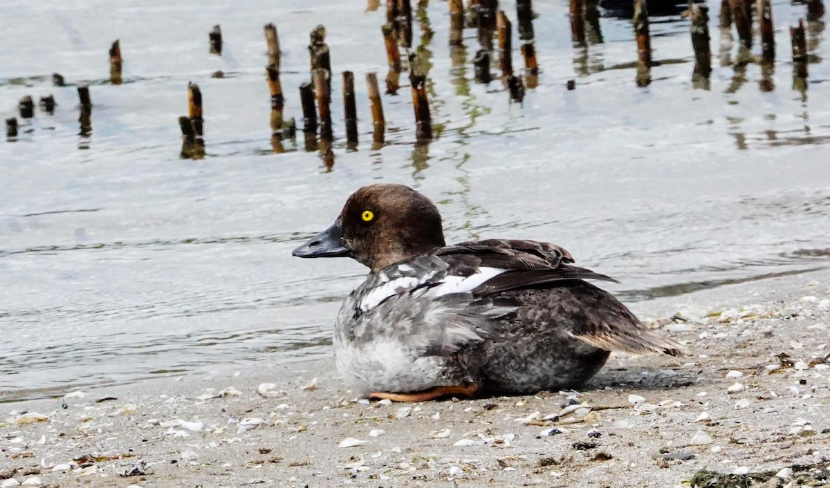 Common Goldeneye - Gale VerHague