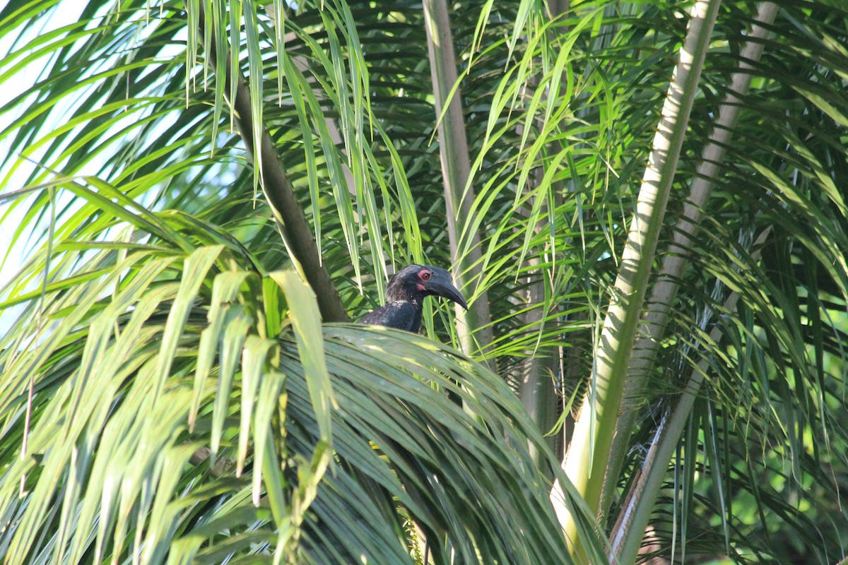 Чёрная птица-носорог - ML249396281