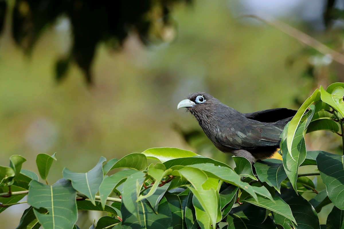 Blue-faced Malkoha - ML249399631