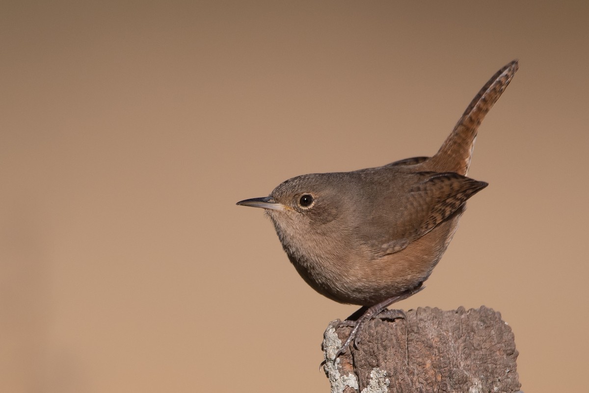 House Wren - ML249400601