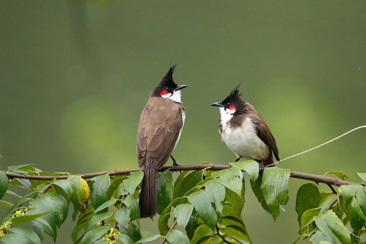 Red-whiskered Bulbul - ML249401231