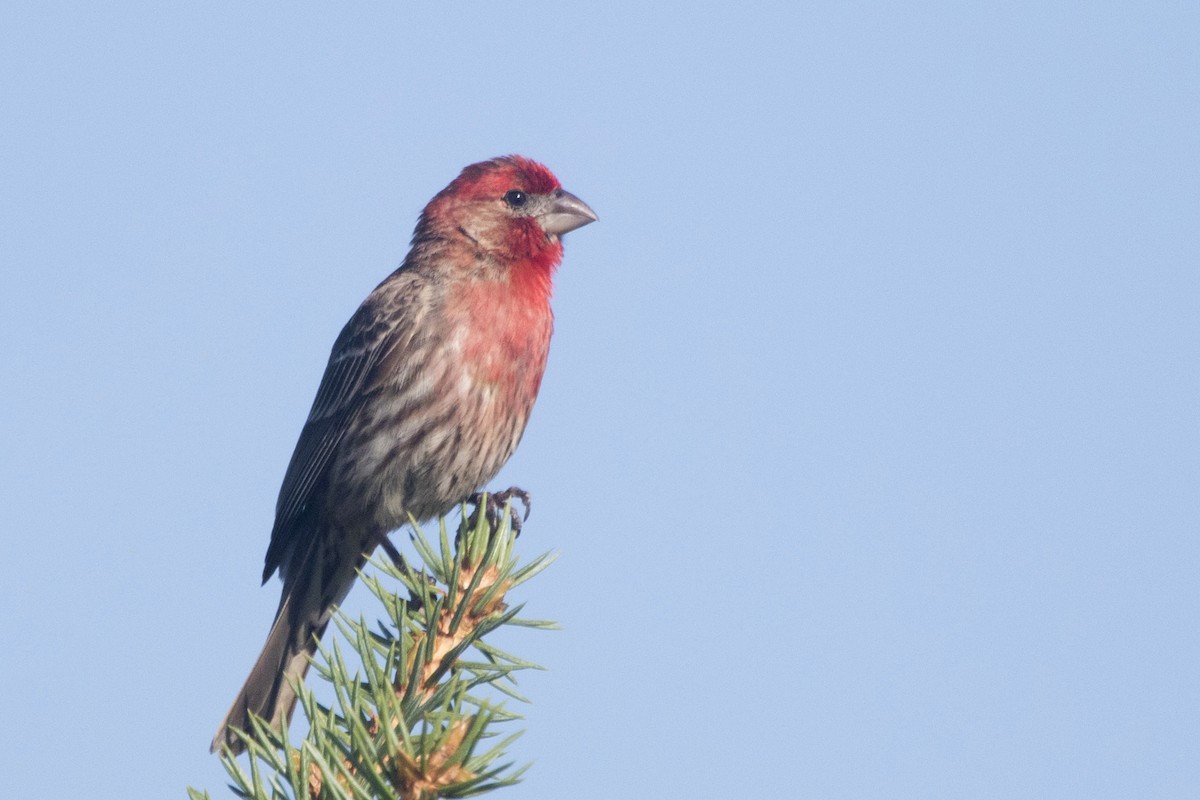 House Finch - ML249402191