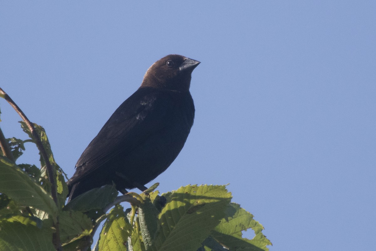 Brown-headed Cowbird - ML249402211