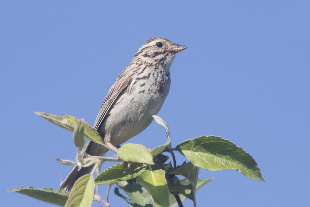 Savannah Sparrow - ML249402231