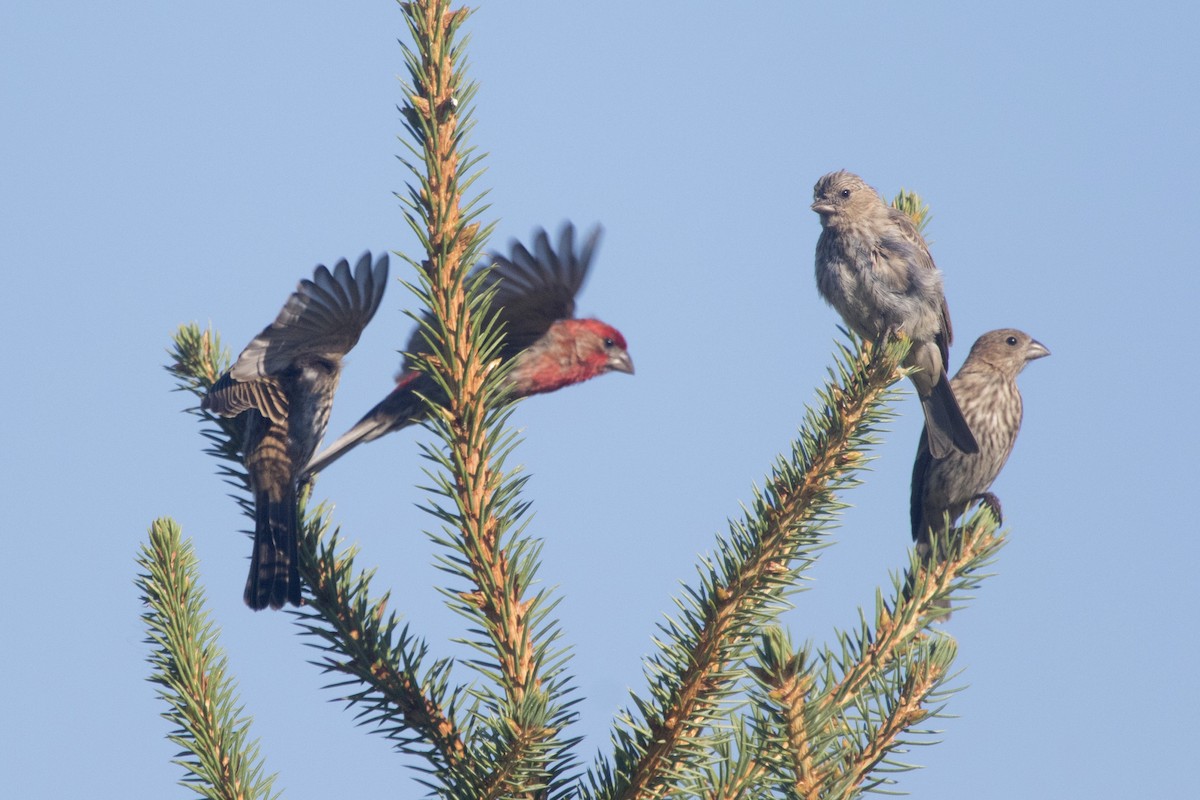 House Finch - ML249402251