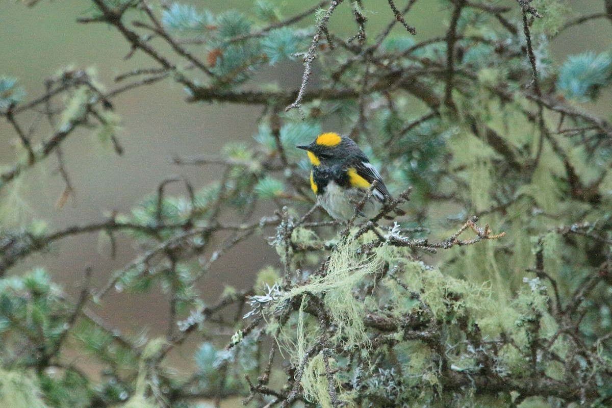 Yellow-rumped Warbler (Audubon's) - ML249402261