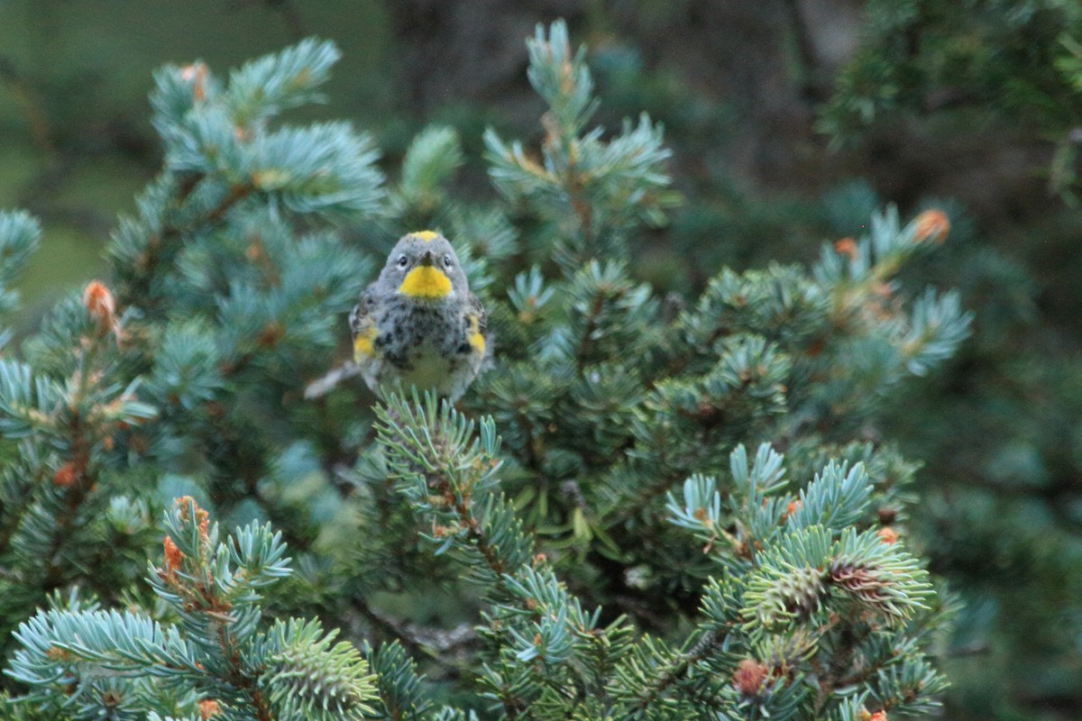 Yellow-rumped Warbler (Audubon's) - ML249402351