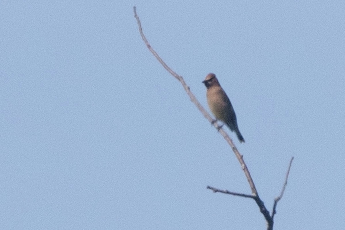 Cedar Waxwing - ML249402381