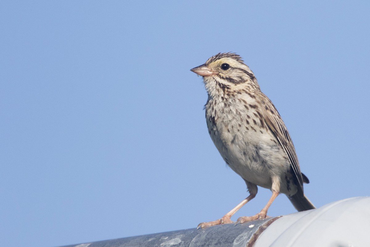 Savannah Sparrow - ML249402401