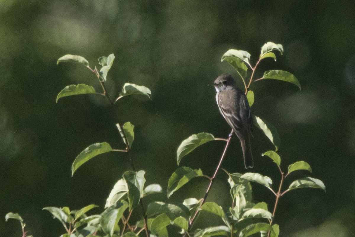 Willow Flycatcher - ML249402531