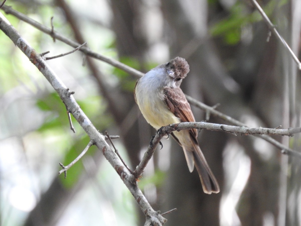 Brown-crested Flycatcher - ML249402551