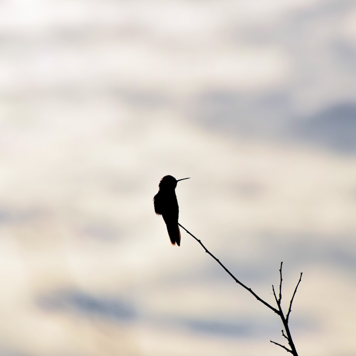Broad-tailed Hummingbird - ML249402561