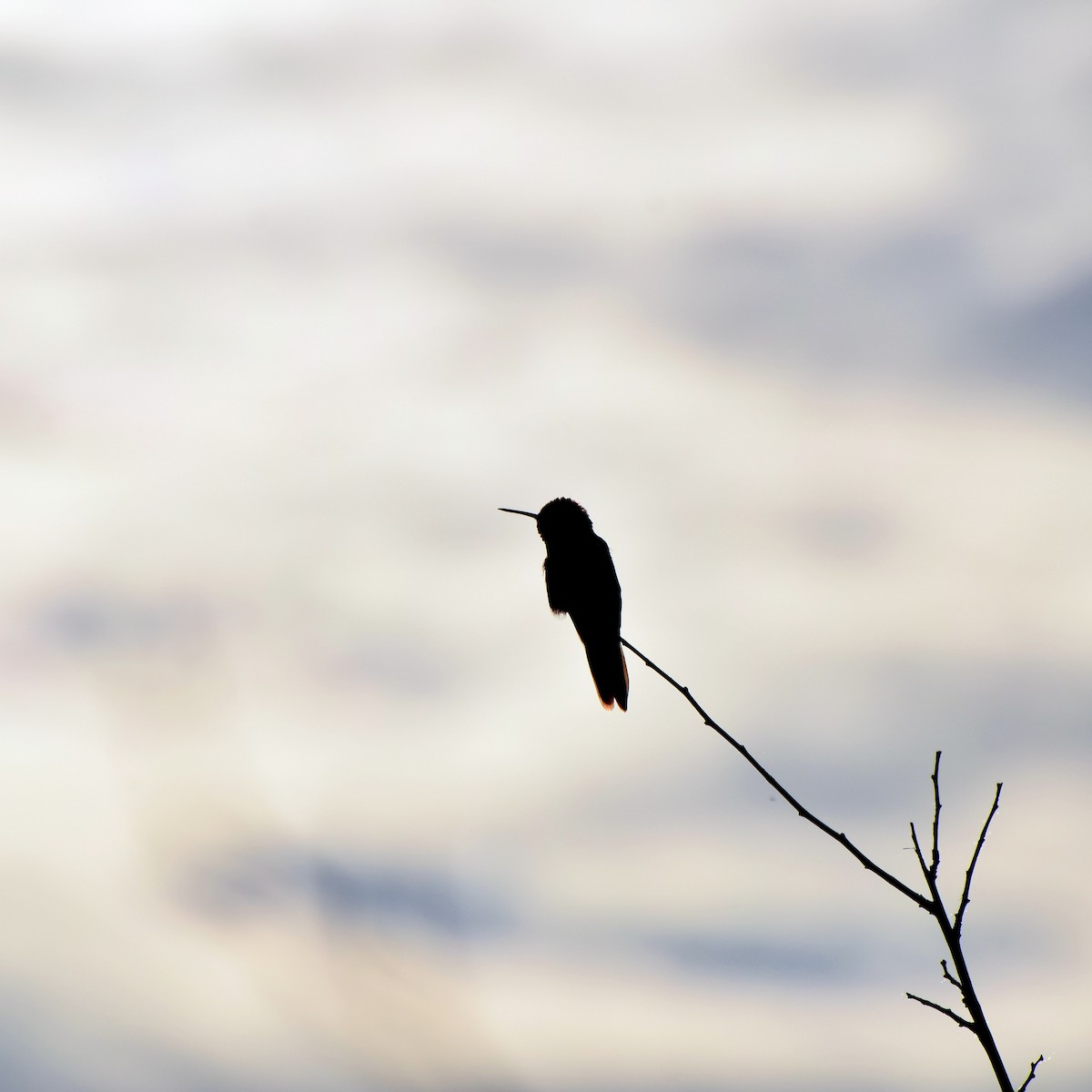 Broad-tailed Hummingbird - ML249402571