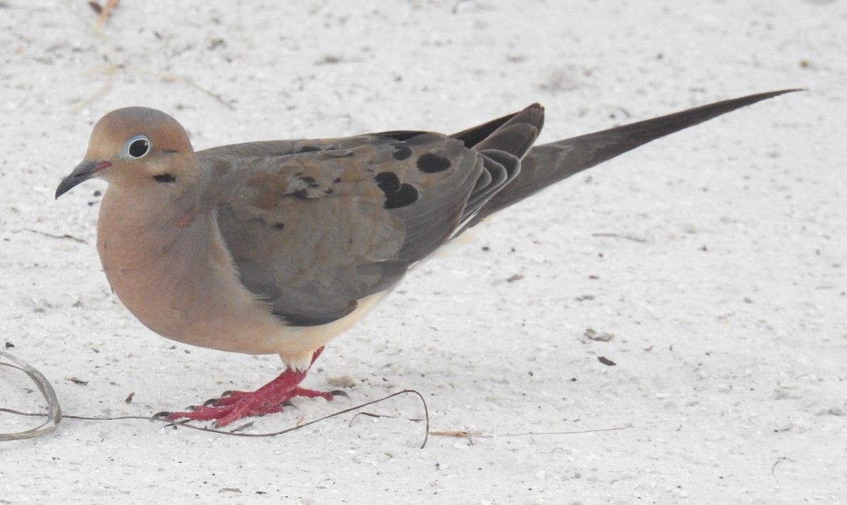 Mourning Dove - ML249403451