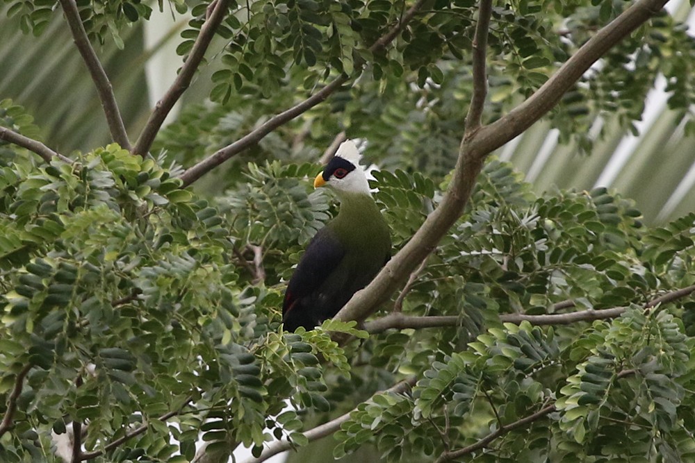 White-crested Turaco - ML249403571