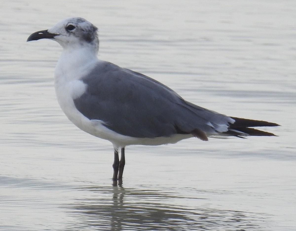 Laughing Gull - Alfred Thomson