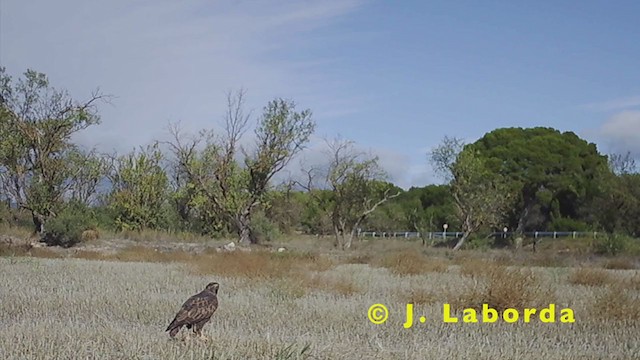 Common Buzzard - ML249404301