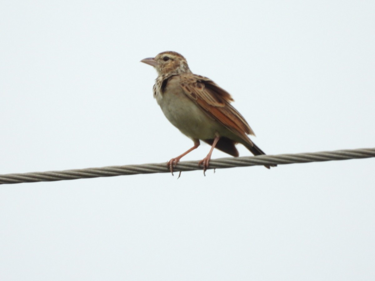 Indian Bushlark - Lakshmikant Neve