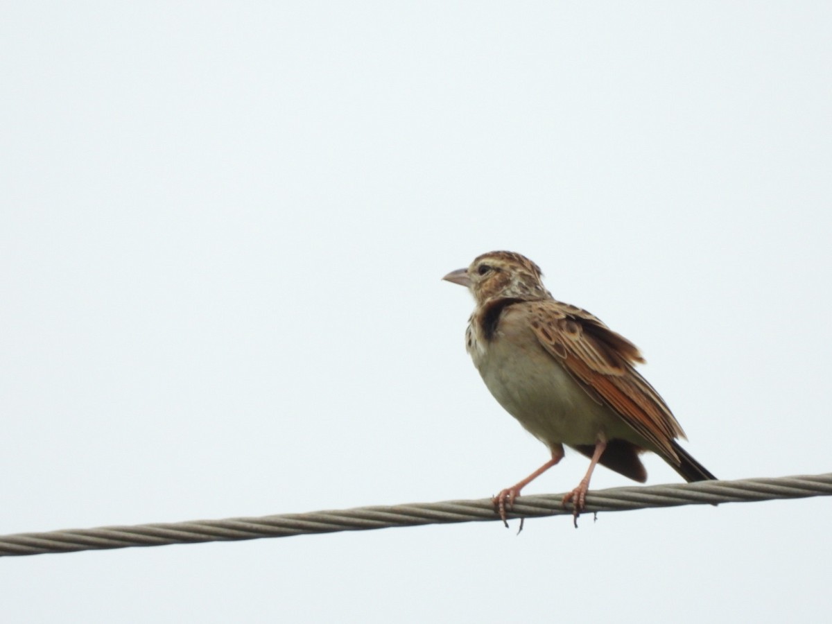 Indian Bushlark - Lakshmikant Neve