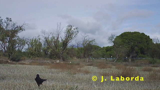 Corneja Negra - ML249404421